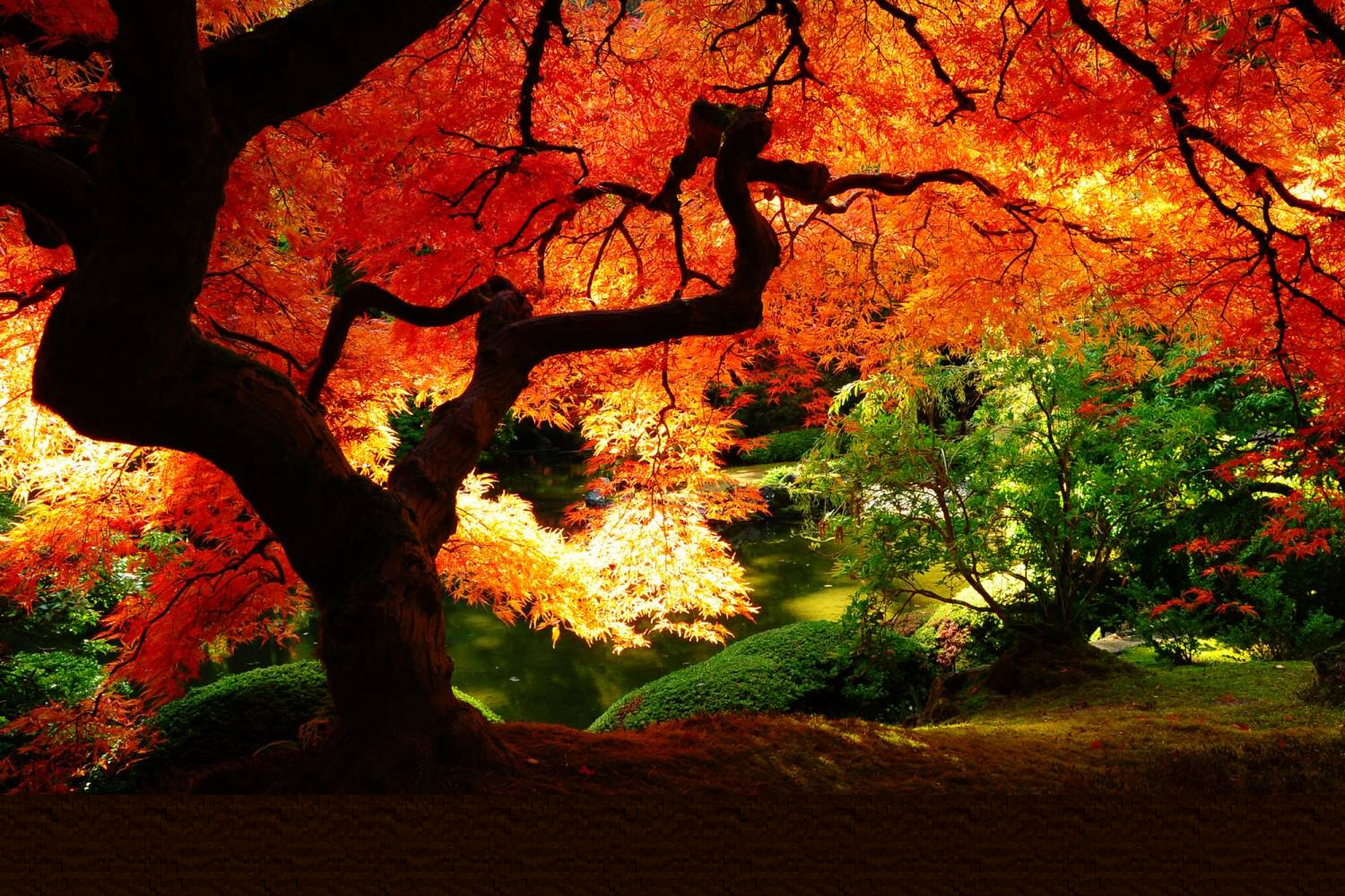 Pet Background