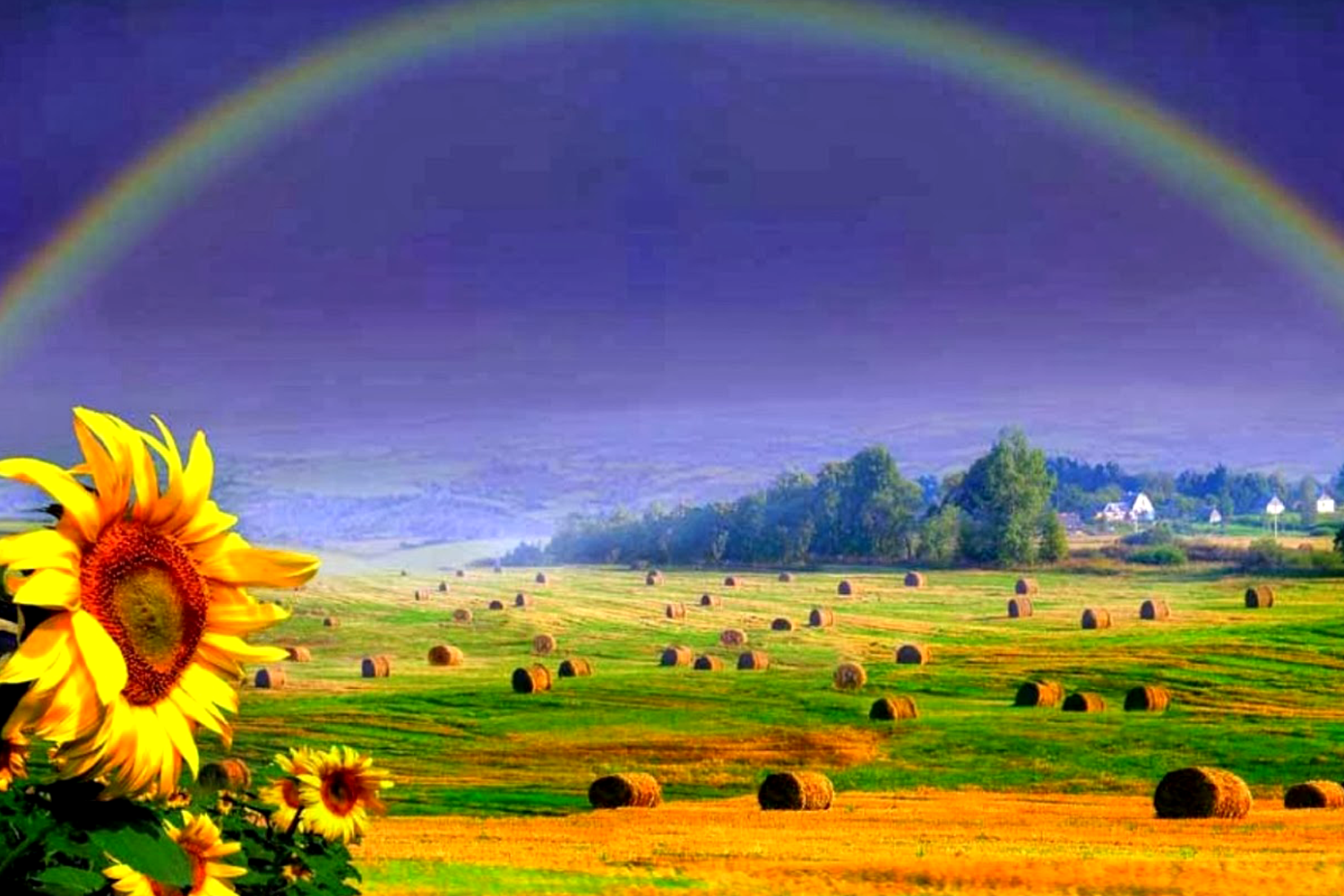 Pet Background