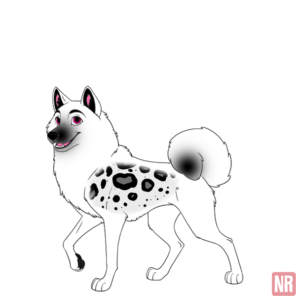 Pet Image